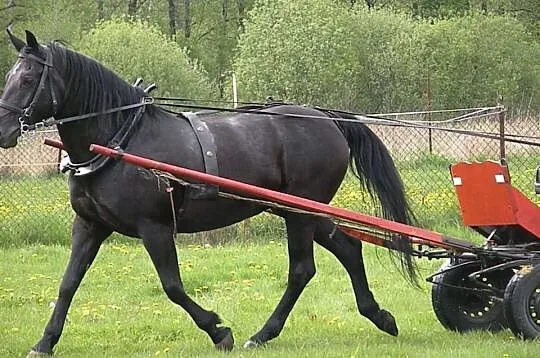Klacz typ szlachetny śląski 10 lat