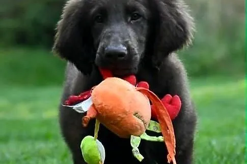 Flat-Coated Retriever – czekoladowe suczki ZKwP FCI | Moloseum FCI