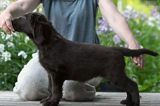 Flat-Coated Retriever – czekoladowe suczki ZKwP FCI | Moloseum FCI, Małopolskie, Tarnów