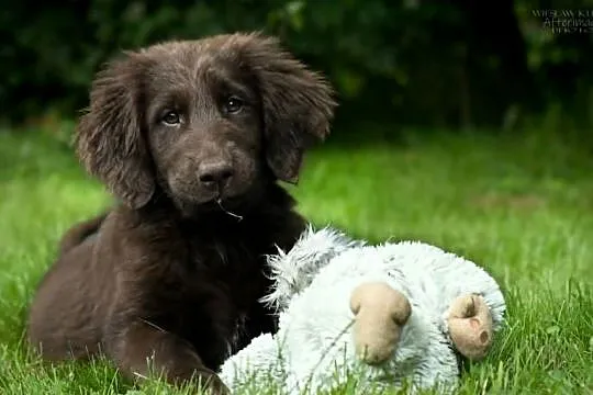 Flat-Coated Retriever – czekoladowe suczki ZKwP FCI | Moloseum FCI, Małopolskie, Tarnów