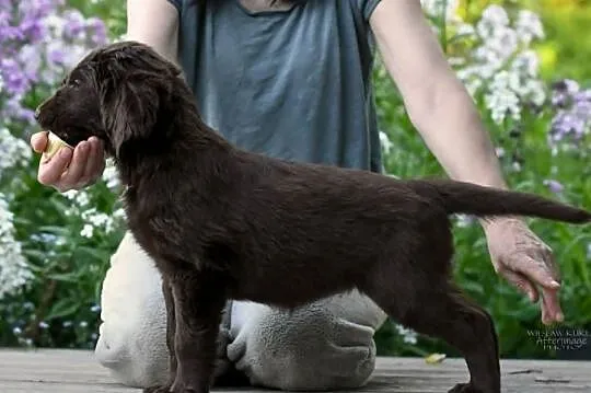 Flat-Coated Retriever – czekoladowe suczki ZKwP FCI | Moloseum FCI, Małopolskie, Tarnów