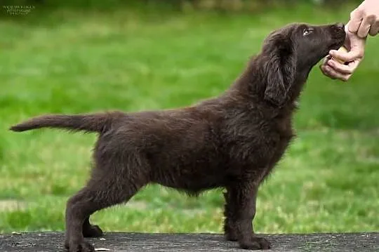 Flat-Coated Retriever – czekoladowe suczki ZKwP FCI | Moloseum FCI, Małopolskie, Tarnów