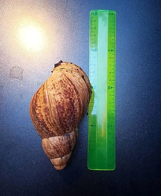 Ślimak Afrykański sprzedam, Mazowieckie, Marki