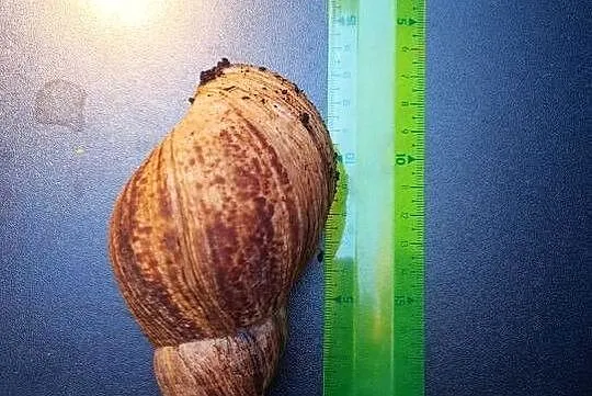 Ślimak Afrykański sprzedam, Mazowieckie, Marki