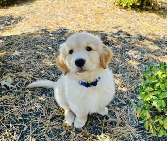 Szczeniak rasy golden retriever jest dostępny. Napisz do mnie na WhatsApp: +44 7453 907158., , Porajów