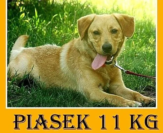 11kg,wesoły,młody 12 mies. przyjazny,towarzyski pi