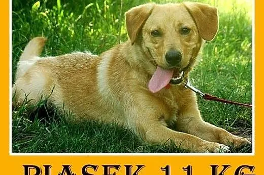 11kg,wesoły,młody 12 mies. przyjazny,towarzyski pi