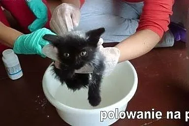 PCHEŁKA... jeszcze kilka dni i umarłaby z głodu, o