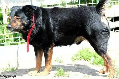 Lee- bardzo grzeczny i wrażliwy przyjaciel,  mazow