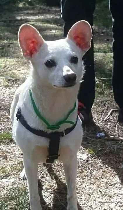 Bunia - pilnie szuka domu, dolnośląskie Jelenia G