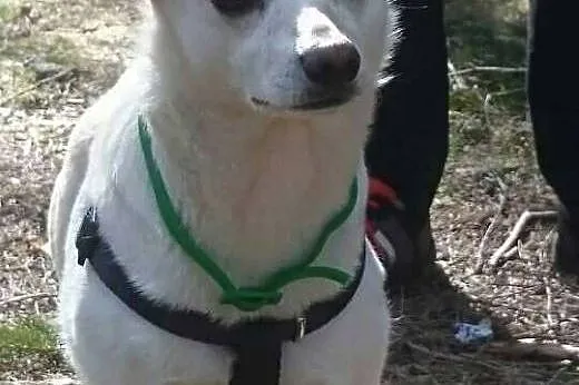 Bunia - pilnie szuka domu,  dolnośląskie Jelenia G
