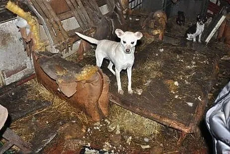 Bunia - pilnie szuka domu,  dolnośląskie Jelenia G
