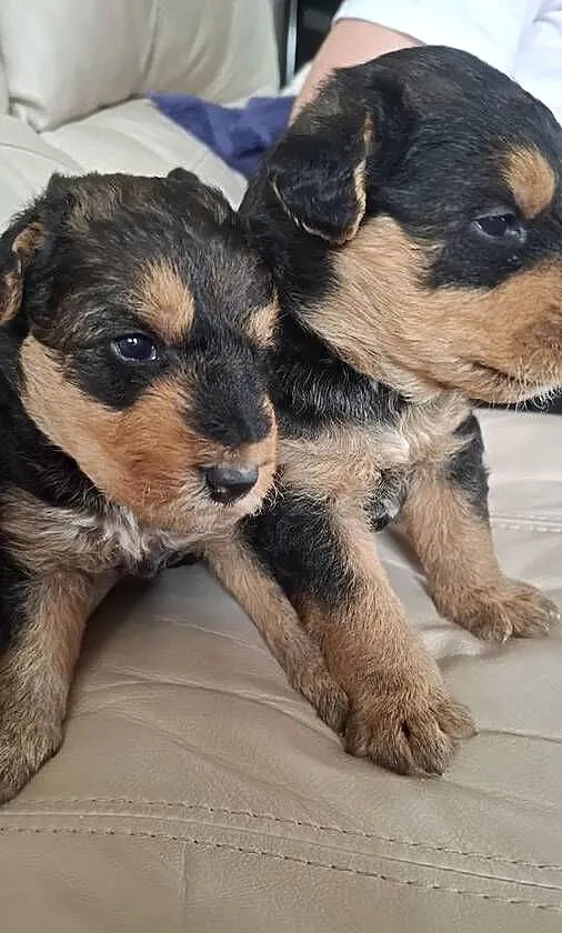Airedale Terrier szczenięta rasowe ZKwP, Lubelskie, Lublin