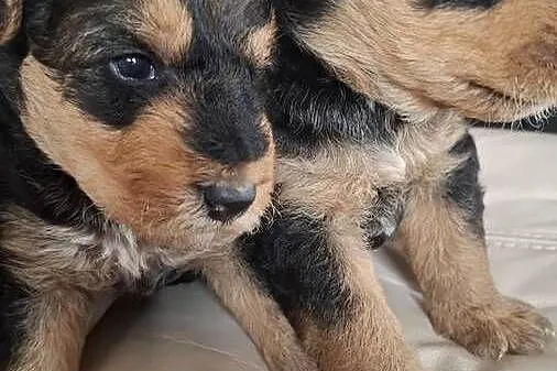 Airedale Terrier szczenięta rasowe ZKwP, Lubelskie, Lublin