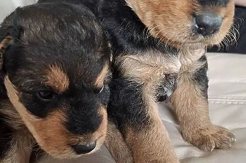Airedale Terrier szczenięta rasowe ZKwP, Lubelskie, Lublin