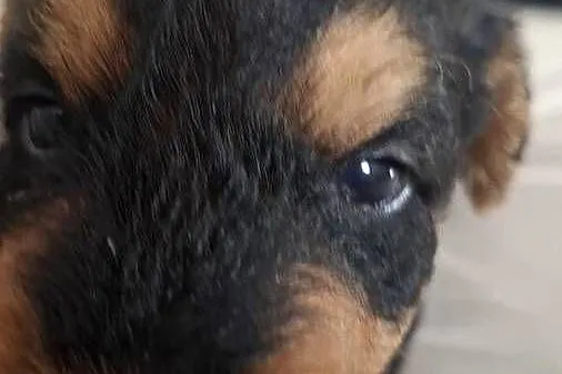 Airedale Terrier szczenięta rasowe ZKwP, Lubelskie, Lublin