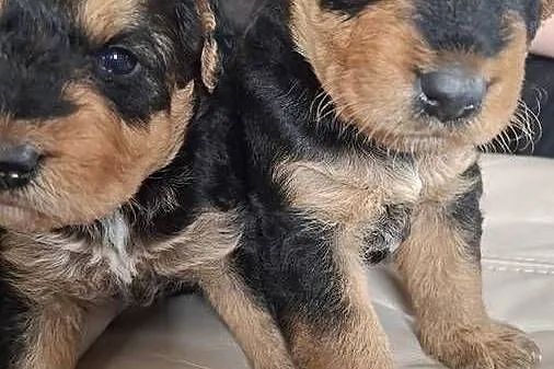 Airedale Terrier szczenięta rasowe ZKwP, Lubelskie, Lublin