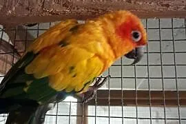 Papuga