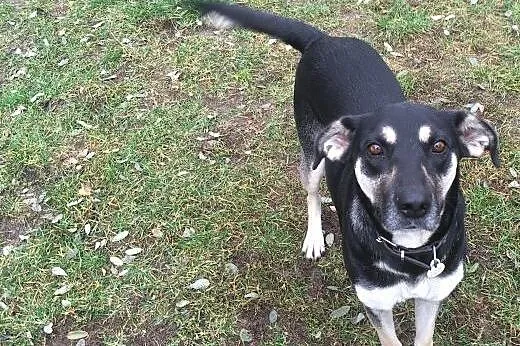 Jessie - do adopcji,  mazowieckie Warszawa