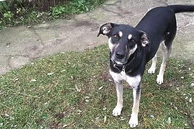 Jessie - do adopcji,  mazowieckie Warszawa