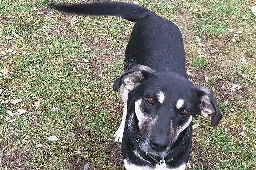 Jessie - do adopcji,  mazowieckie Warszawa
