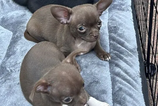 Chihuahua gotowa do odbioru !!, Śląskie, Zrębice Pierwsze