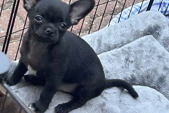 Chihuahua gotowa do odbioru !!, Śląskie, Zrębice Pierwsze