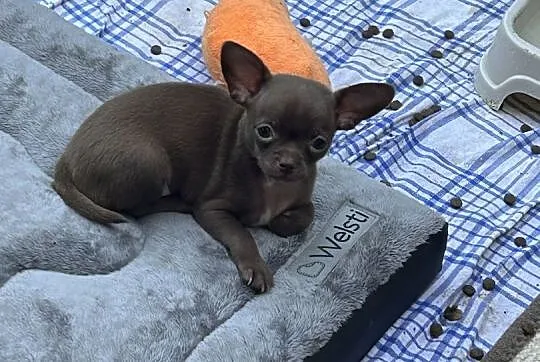 Chihuahua gotowa do odbioru !!, Śląskie, Zrębice Pierwsze