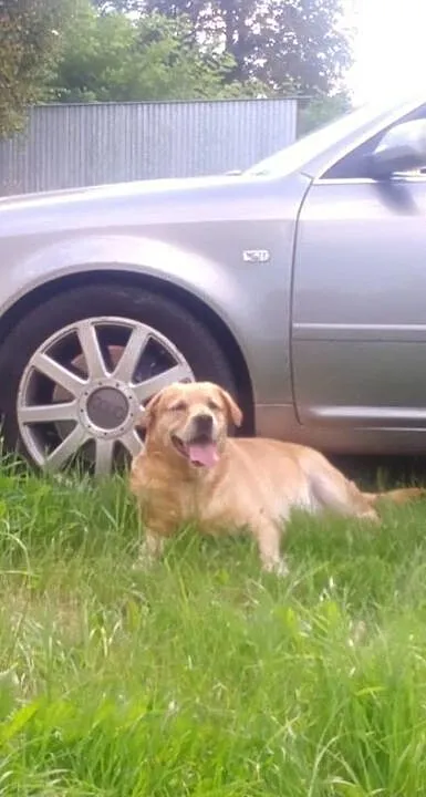 Fado - biszkoptowy labrador szuka domu, Łódzkie, Łódź