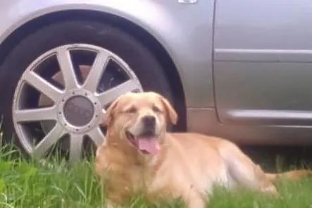 Fado - biszkoptowy labrador szuka domu, Łódzkie, Łódź