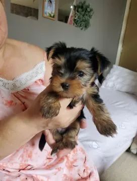 Piękne miniaturowe szczenięta Yorkshire terriera są gotowe na znalezienie dobrych, , Toruniak
