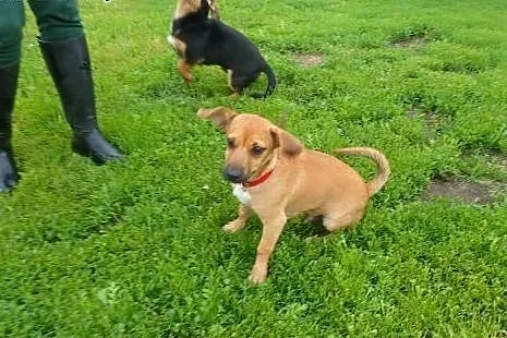Sezam malutki 6 mies. piesek do adopcji,  mazowiec