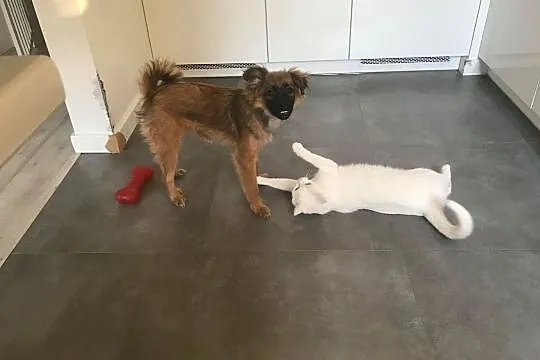 Mija śliczna 5 miesięczna suczka szuka domu, Łódzkie, Łódź