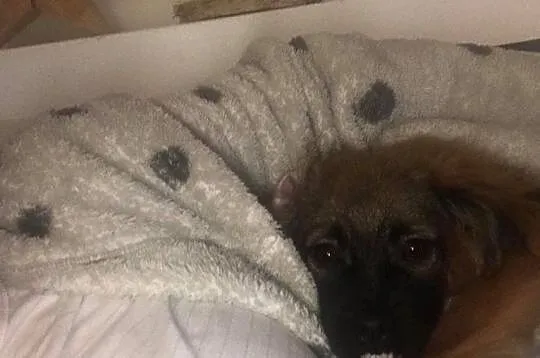 Mija śliczna 5 miesięczna suczka szuka domu, Łódzkie, Łódź