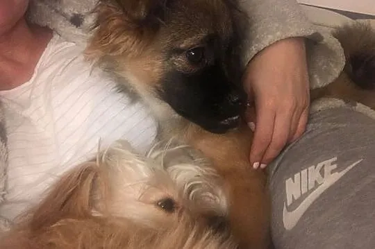 Mija śliczna 5 miesięczna suczka szuka domu, Łódzkie, Łódź