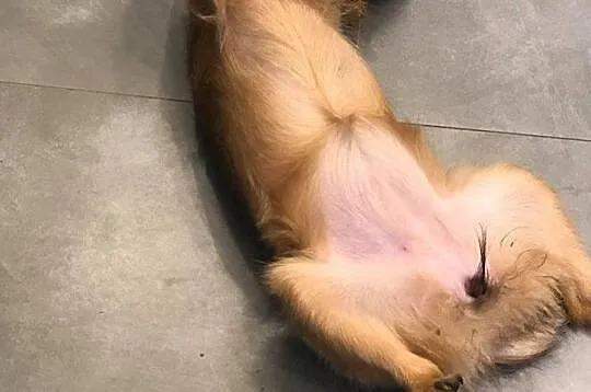 Mija śliczna 5 miesięczna suczka szuka domu, Łódzkie, Łódź