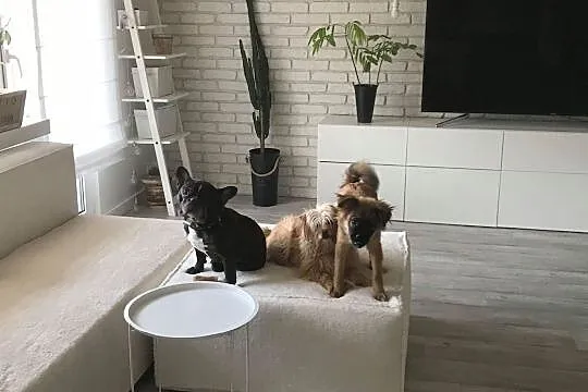 Mija śliczna 5 miesięczna suczka szuka domu, Łódzkie, Łódź