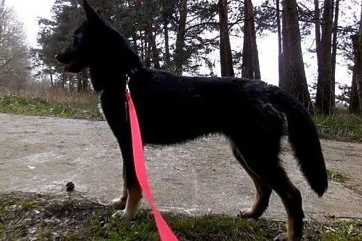MYCHA-kochana, wyjątkowa, PIĘKNA sunia do adopcji!,  mazowieckie Warszawa