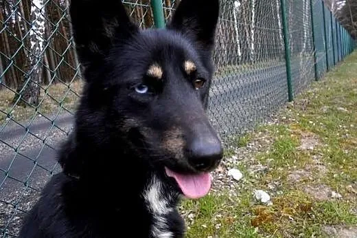 MYCHA-kochana, wyjątkowa, PIĘKNA sunia do adopcji!