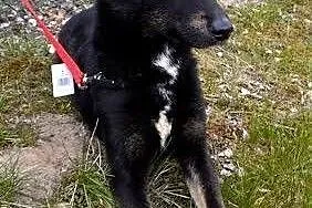 MYCHA-kochana, wyjątkowa, PIĘKNA sunia do adopcji!