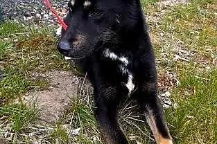 MYCHA-kochana, wyjątkowa, PIĘKNA sunia do adopcji!
