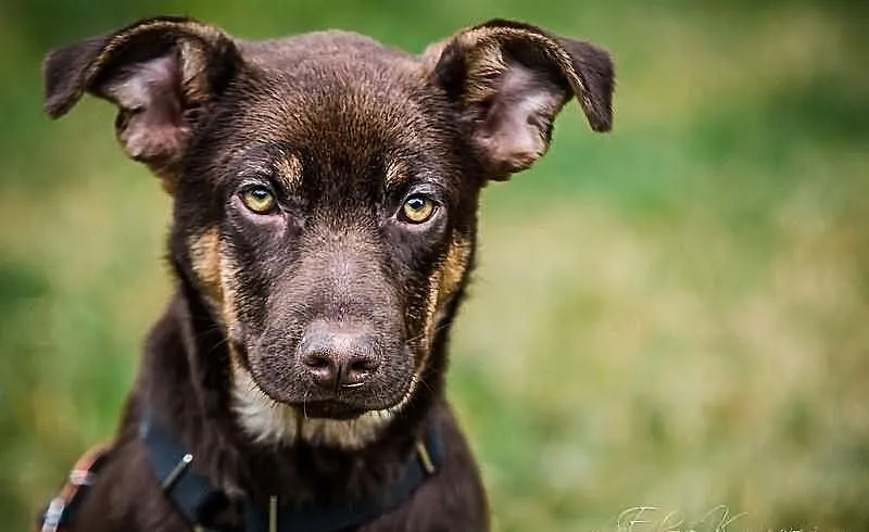 MOKKA- cudna MŁODA suczka, MADRA, ZRÓWNOWAŻONA, ps