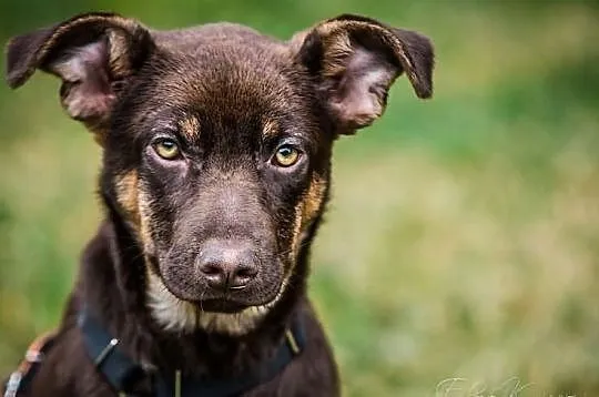 MOKKA- cudna MŁODA suczka, MADRA, ZRÓWNOWAŻONA, ps