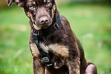 MOKKA- cudna MŁODA suczka, MADRA, ZRÓWNOWAŻONA, ps