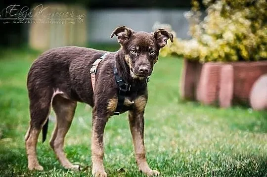 MOKKA- cudna MŁODA suczka, MADRA, ZRÓWNOWAŻONA, ps