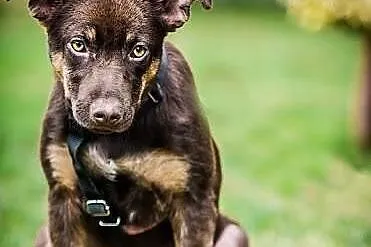 MOKKA- cudna MŁODA suczka, MADRA, ZRÓWNOWAŻONA, ps