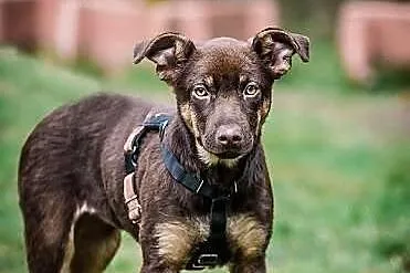MOKKA- cudna MŁODA suczka, MADRA, ZRÓWNOWAŻONA, ps