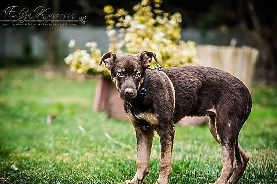 MOKKA- cudna MŁODA suczka, MADRA, ZRÓWNOWAŻONA, ps