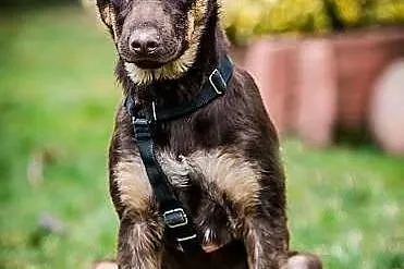 MOKKA- cudna MŁODA suczka, MADRA, ZRÓWNOWAŻONA, ps