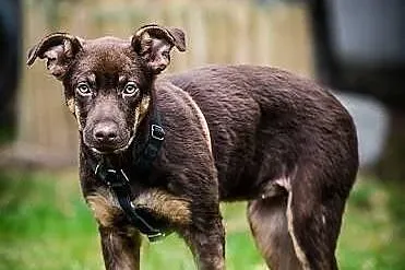 MOKKA- cudna MŁODA suczka, MADRA, ZRÓWNOWAŻONA, ps